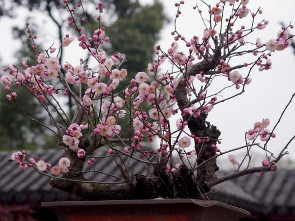 盆栽紅梅如何制作及養護管理技巧