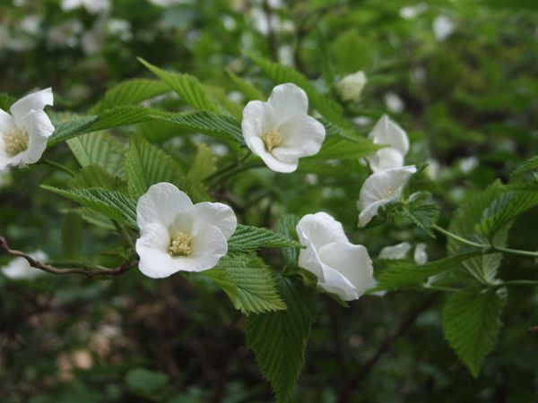 白花棣棠圖片