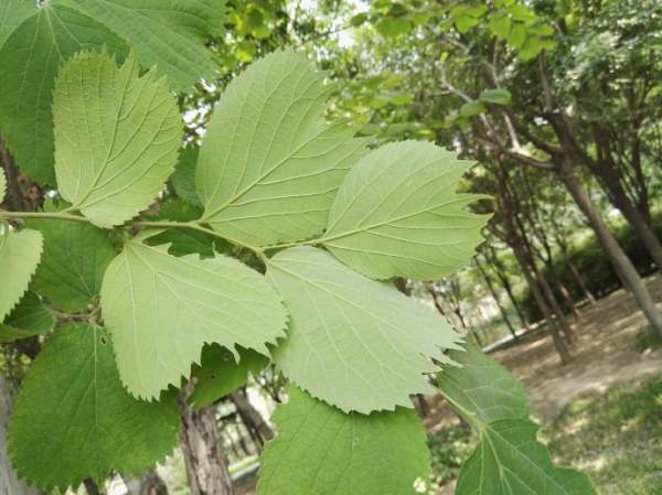 大葉樸樹圖片