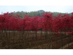 日本紅楓