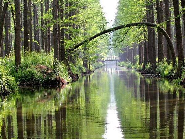 水杉樹美景