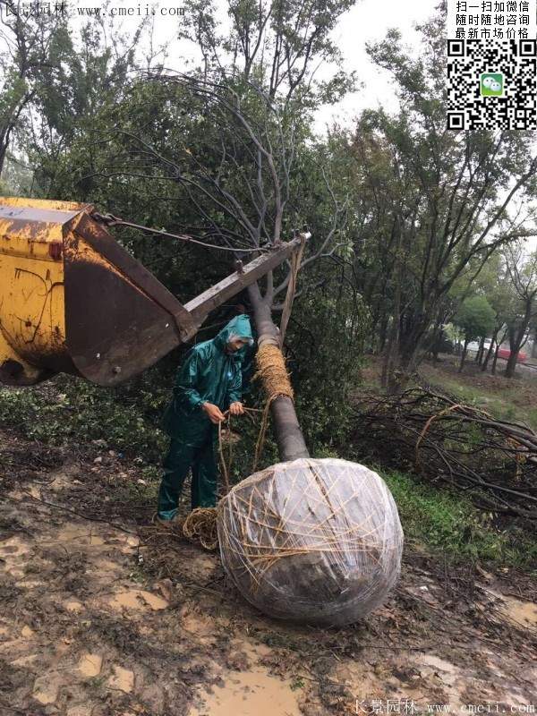 沭陽櫸樹批發