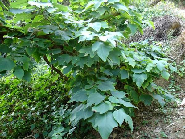 構樹種植基地里的構樹樹苗