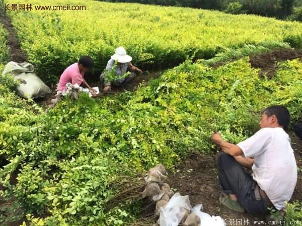 金葉女貞苗、金葉女貞球