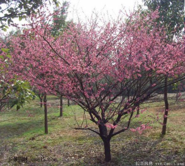 紅梅樹基地大量供應2~3~4~5~6公分的紅梅樹苗