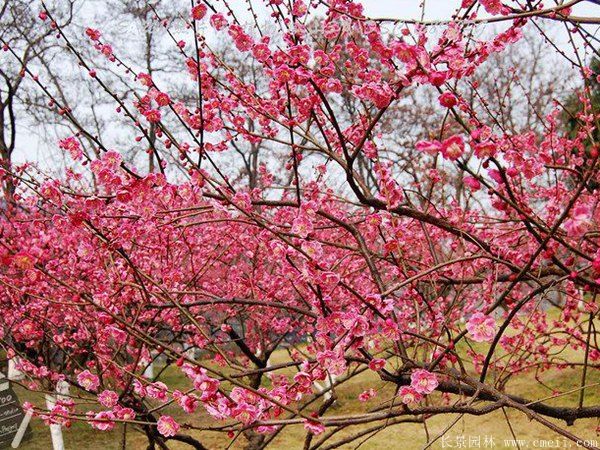 批發供應紅梅和骨里紅梅，規格齊全、價格低