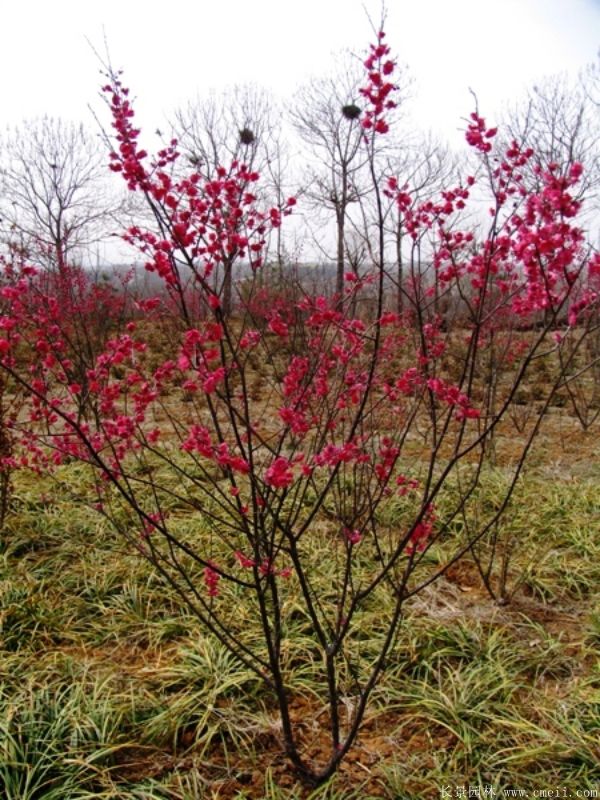 紅梅樹基地大量供應2~3~4~5~6公分的紅梅樹苗