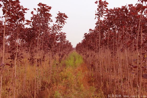 紅葉楊基地紅葉楊苗木圖片