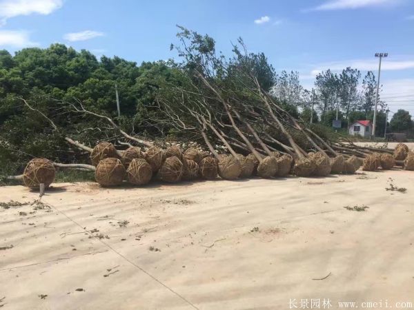 樸樹圖片樸樹基地實拍