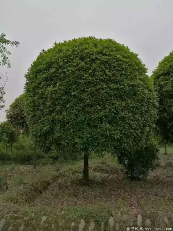 桂花樹圖片桂花樹基地實拍