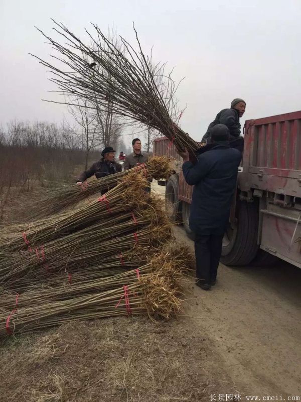 桑樹苗圖片桑樹基地實拍