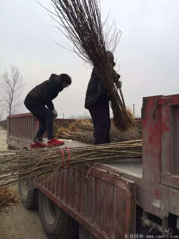 桑樹苗圖片桑樹基地實拍