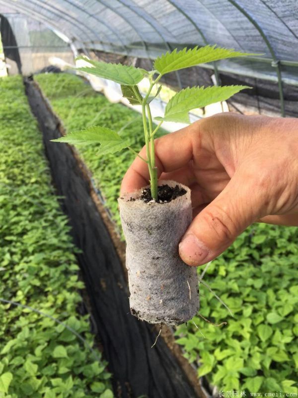 茍樹圖片茍樹基地實拍