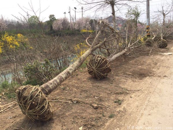 茍樹圖片茍樹基地實拍