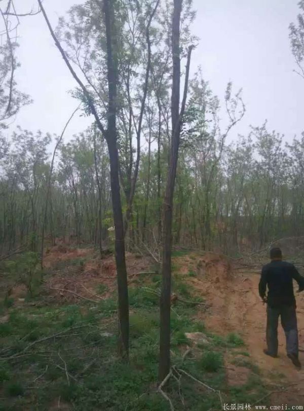 刺槐圖片刺槐基地實拍