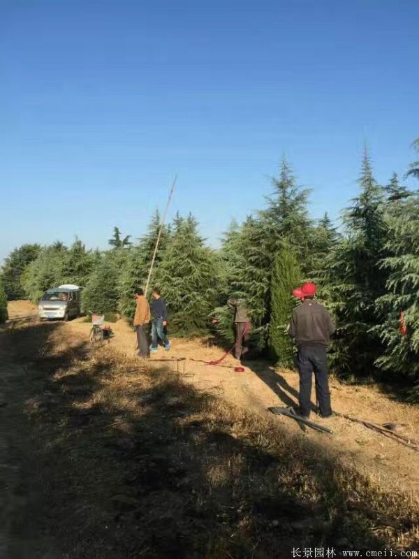 寶塔松圖片基地實拍