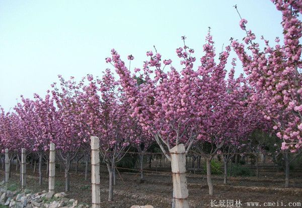 櫻花樹圖片基地實拍