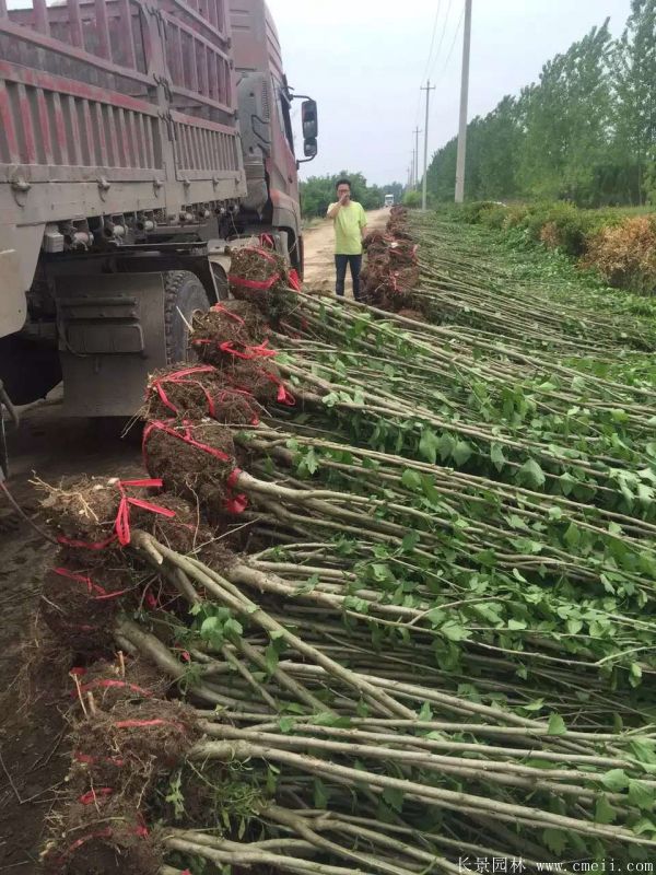 大花木槿小苗圖片基地實拍