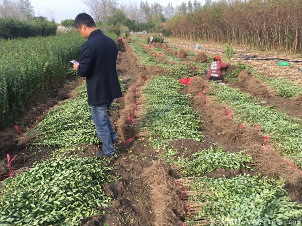 小葉女貞苗圖片基地實拍