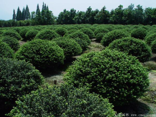 龜甲冬青圖片基地實(shí)拍