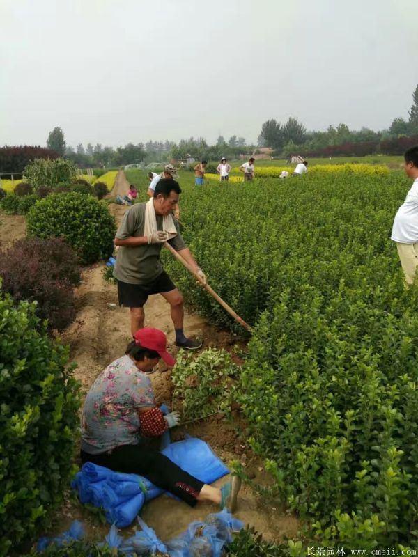 大葉黃楊苗圖片基地實拍