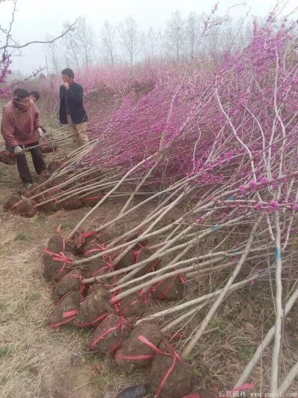 單桿紫荊樹圖片基地實拍