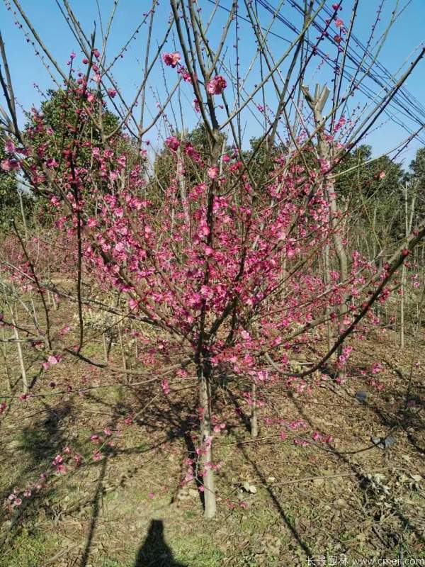 紅梅樹紅梅花圖片基地實拍