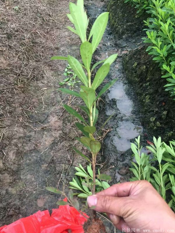 毛鵑圖片基地實拍