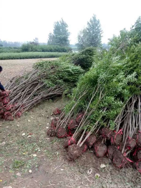 花石榴圖片基地實拍