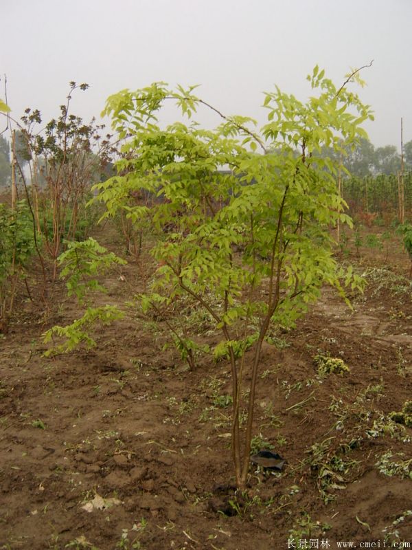 紫藤小苗圖片基地實拍