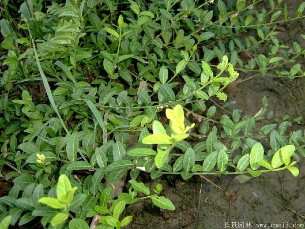 扶芳藤圖片基地實拍