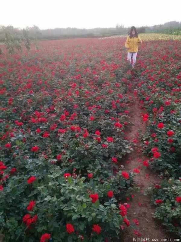 豐花月季圖片基地實拍