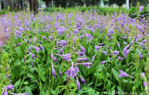 紫花玉簪基地實(shí)拍圖片