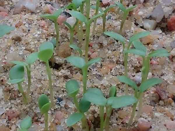 黃刺玫種子發芽出苗圖片