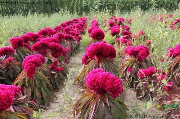 雞冠花