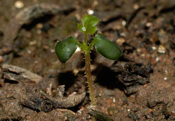 薔薇種子發芽出苗圖片