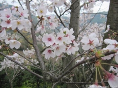 2017年批發櫻花最熱門產地在哪？