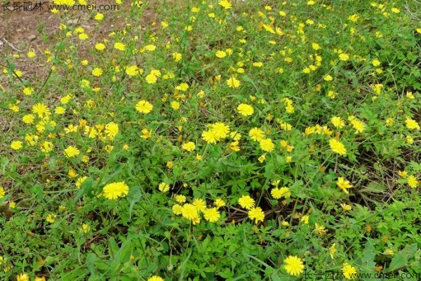 苦荬菜種子發芽出苗圖片