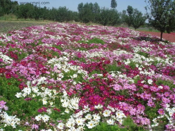 波斯菊種子發芽出苗開花圖片