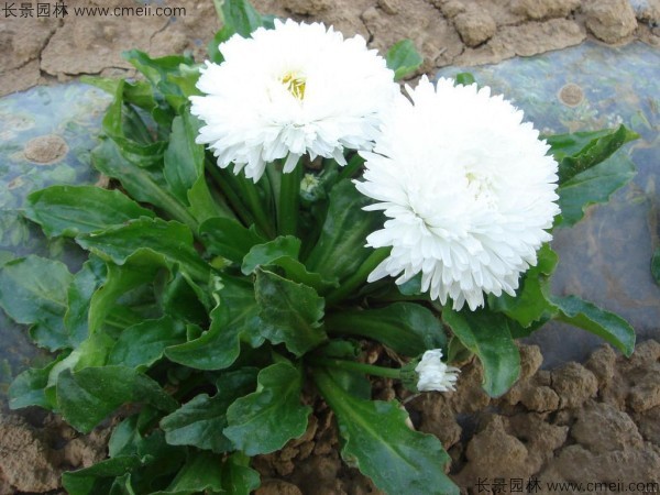 雛菊種子發芽出苗開花圖片