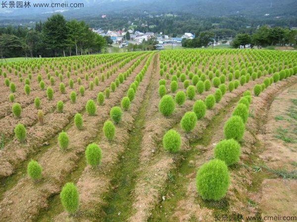 地膚種子發芽出苗圖片