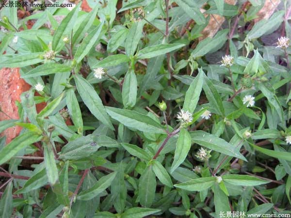 白花蛇草種子發芽出苗開花圖片