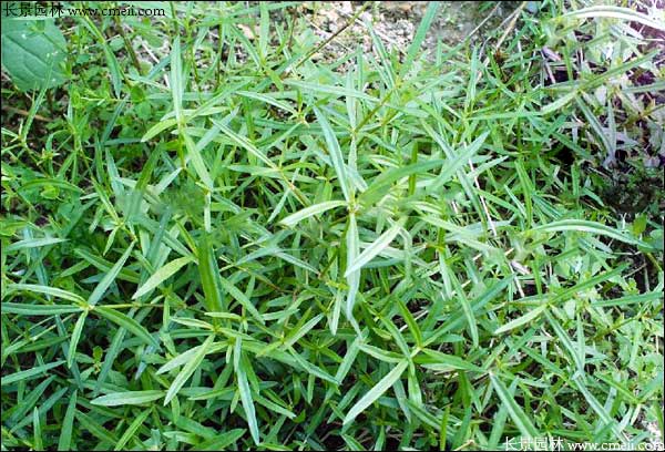 白花蛇草種子發芽出苗開花圖片