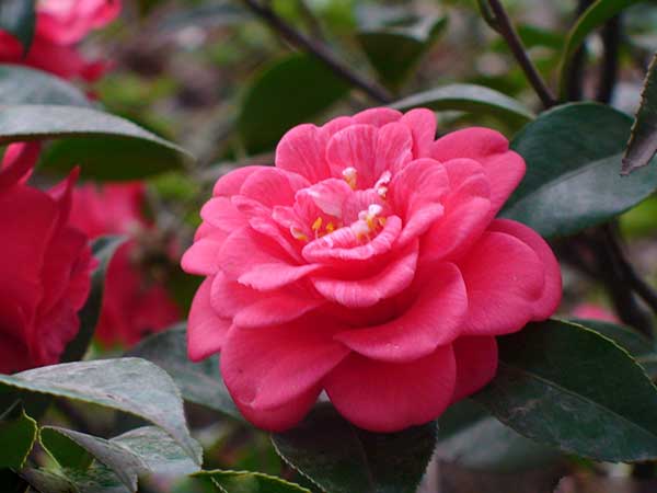 茶花種子發芽出苗開花圖片