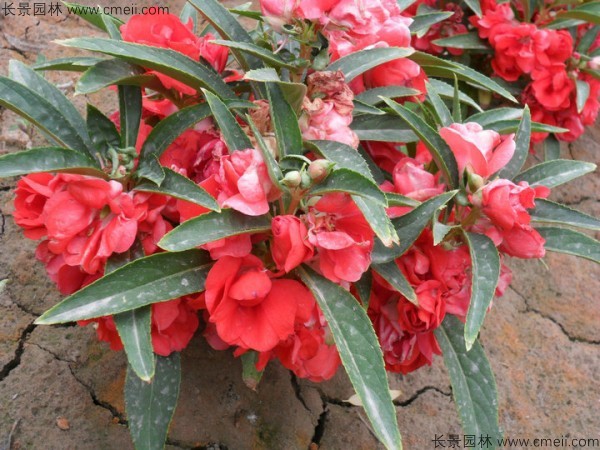 鳳仙花種子發芽出苗開花圖片