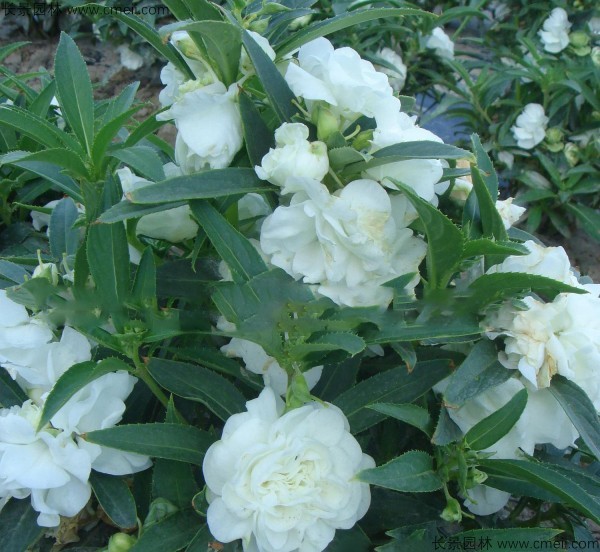 鳳仙花種子發芽出苗開花圖片