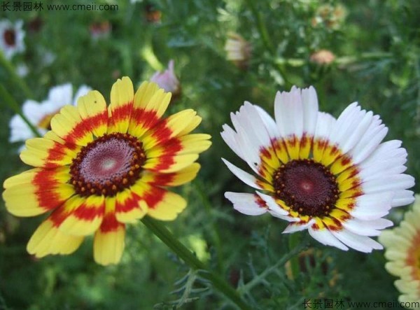 花環菊種子發芽出苗圖片