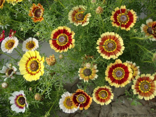 花環菊種子發芽出苗圖片