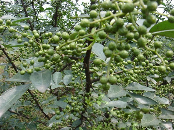 花椒種子圖片