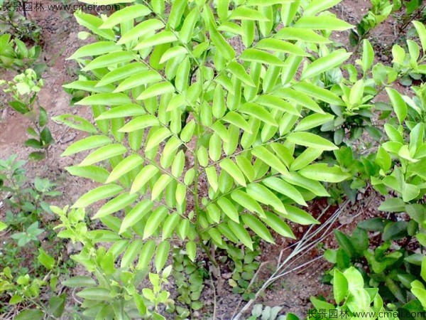 黃花梨種子發芽出苗圖片